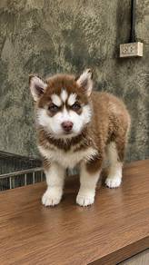 Wooly Husky Female Puppy