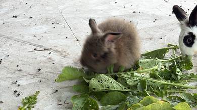Rabbit