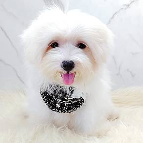 Maltese