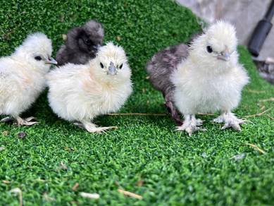 American silkie chick anak ayam silkie