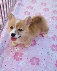 Corgi Puppy CG03