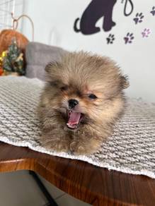 Mini Pomeranian 13