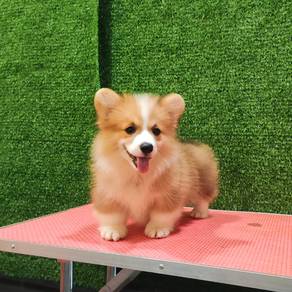 long coat corgi