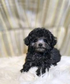 Yippy Poodle Cute Curly Little Puppy Baby Puppy