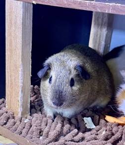 Guinea Pig (mix cali)
