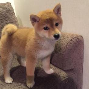 Teeny shiba lnu meidum size dog with a fox puppy P