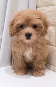 J0116 Maltipoo Teddy Face Family Friendly Puppy