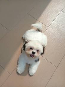 Male Shih Tzu puppy 