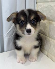 J0477 Corgi Short Leg Puppy