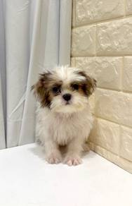 J0333  Shih Tzu Long Hair Puppy