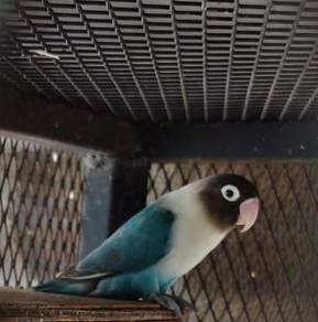 burung cinta