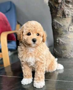 maltipoo puppy available 