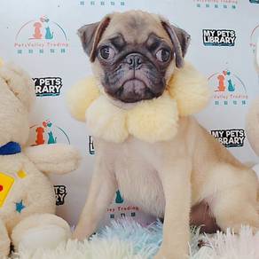 Pug