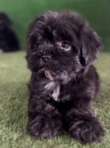 shipoo puppy