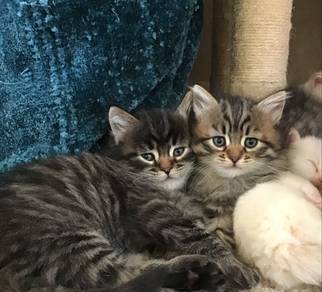Mix Mainecoon Persian Kitten