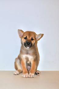 y19 Sweet Shiba Puppy