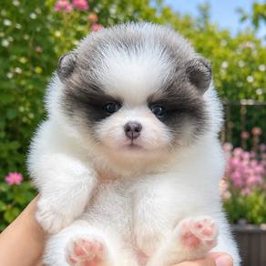 Pomeranian Panda Tiny Female Puppy