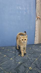 British Shorthair Female (BSH)