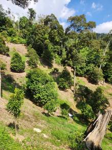 Agricultural Land in Bentong, PHG