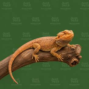 Bearded Dragon