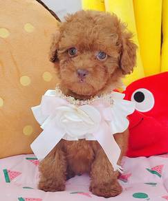 Toy Poodle