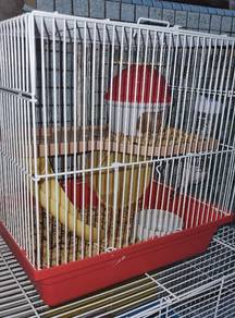 Hamster syrian
