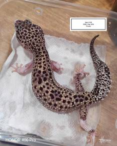 Leopard Gecko 
