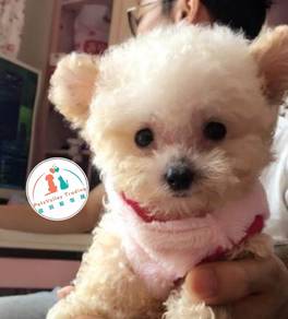 Poodle
