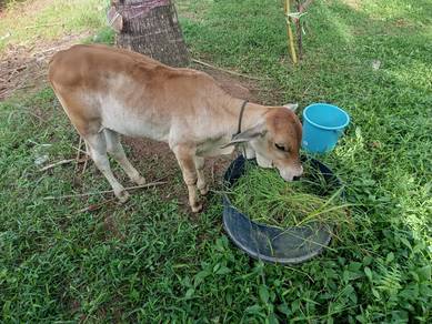 anak lembu bara