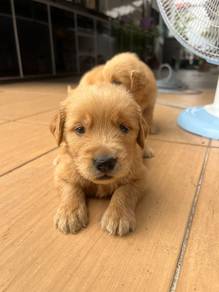 Golden retriever 