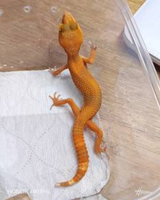Leopard Gecko 