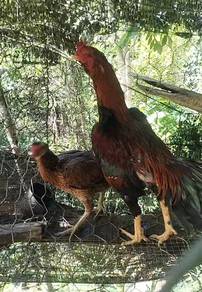 pakoy lama