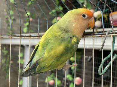 Burung cinta Lovebird