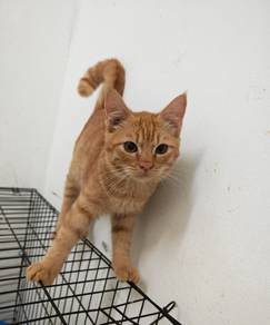 Oyen free