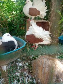 merpati merak