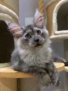 Mainecoon