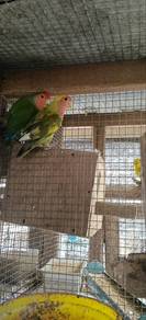 burung