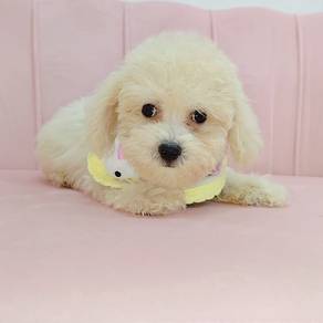 Bichon Frise