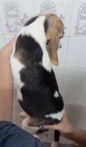 Beagle MKA Cert High Quality puppy