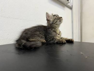 Domestic long hair