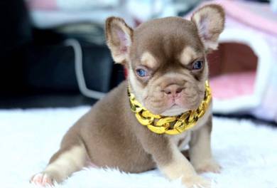 FRENCH BULLDOG PUPPIES VIP36🌻Cute Puppy Boy~Girl