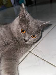 urgent bsh blue