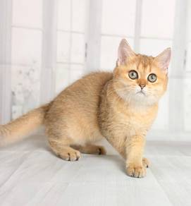 British short hair golden
