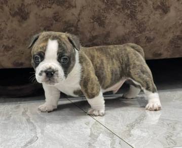 AMERICAN BULLY PUPPIES D95 🐻 Available Exotic