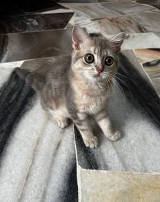 Kitten BSH Blue Golden Marble (Betina)
