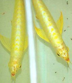 24k golden crossback 3a quality -wholesale price