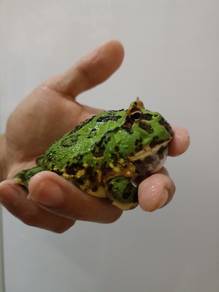 Green Pacman Frog