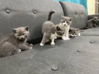 BSH Kitten
