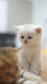 Bsh