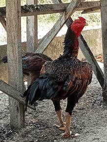 Ayam btg kaki